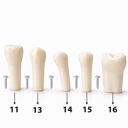 iDENTical Typodonts For Nissin Type Jaw Set TJMA09 - Individual - 6