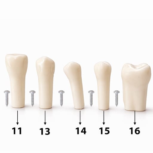 iDENTical Typodonts For Nissin Type Jaw Set TJMA09 - Individual
