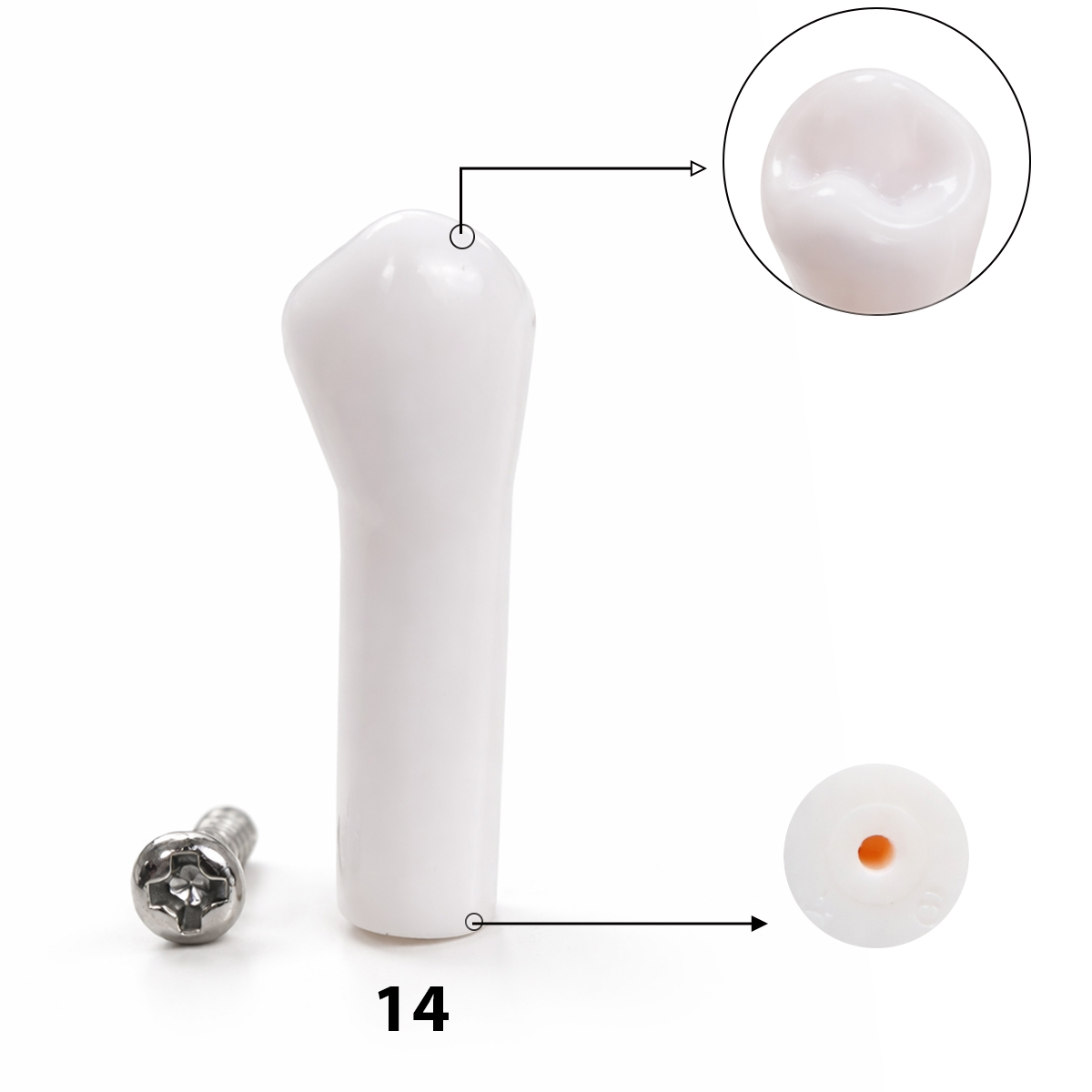 iDENTical Typodonts Upper Right First Premolar For Nissin Type Jaw Set TJMA09 - Individual - 14