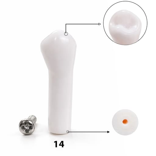 iDENTical Typodonts Upper Right First Premolar For Nissin Type Jaw Set TJMA09 - Individual - 14