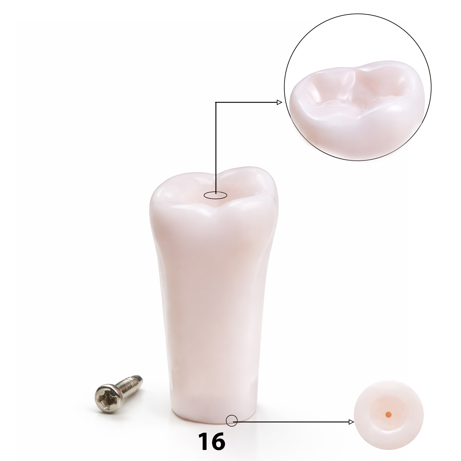iDENTical Typodonts Upper Right First Molar For Nissin Type Jaw Set TJMA09 - Individual - 16