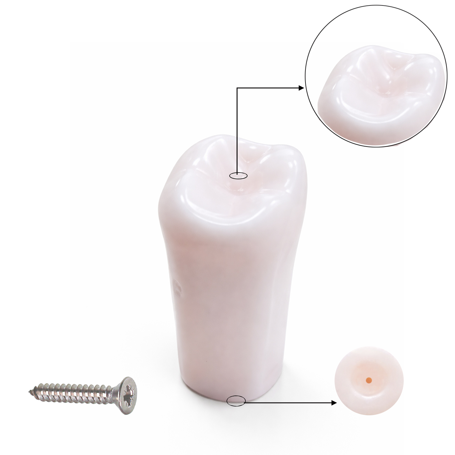 iDENTical Typodonts Upper Right Second Molar For Nissin Type Jaw Set TJMA09 - Individual - 17