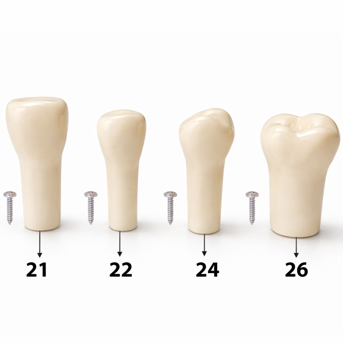 iDENTical Typodonts For Nissin Type Jaw Set TJMA09 - Individual
