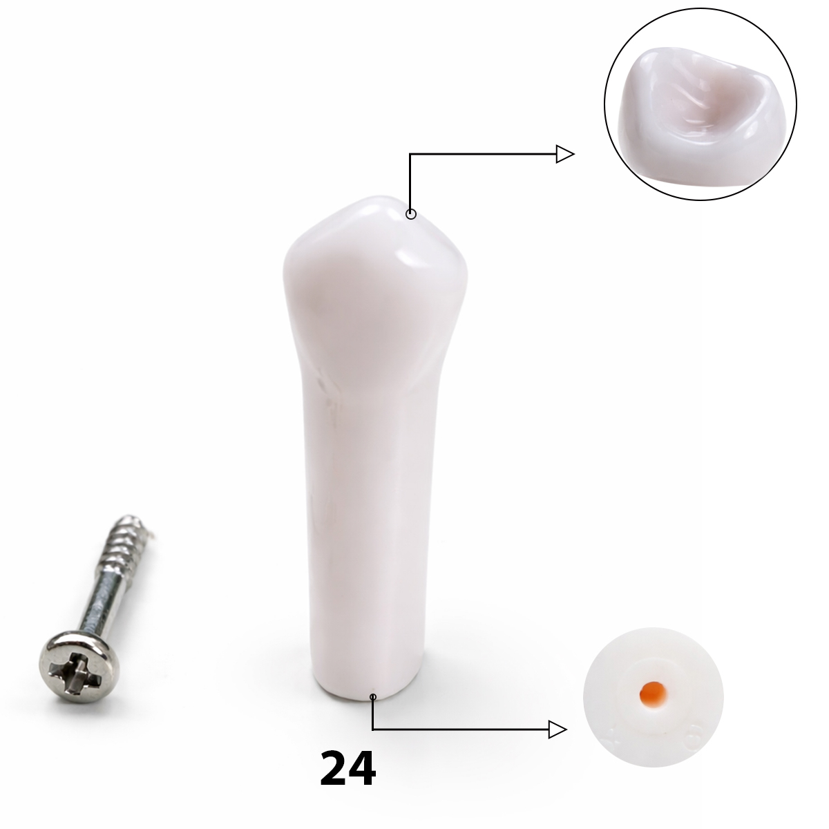 iDENTical Typodonts Upper Left First Premolar For Nissin Type Jaw Set TJMA09 - Individual - 24