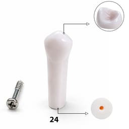 iDENTical Typodonts Upper Left First Premolar For Nissin Type Jaw Set TJMA09 - Individual - 24