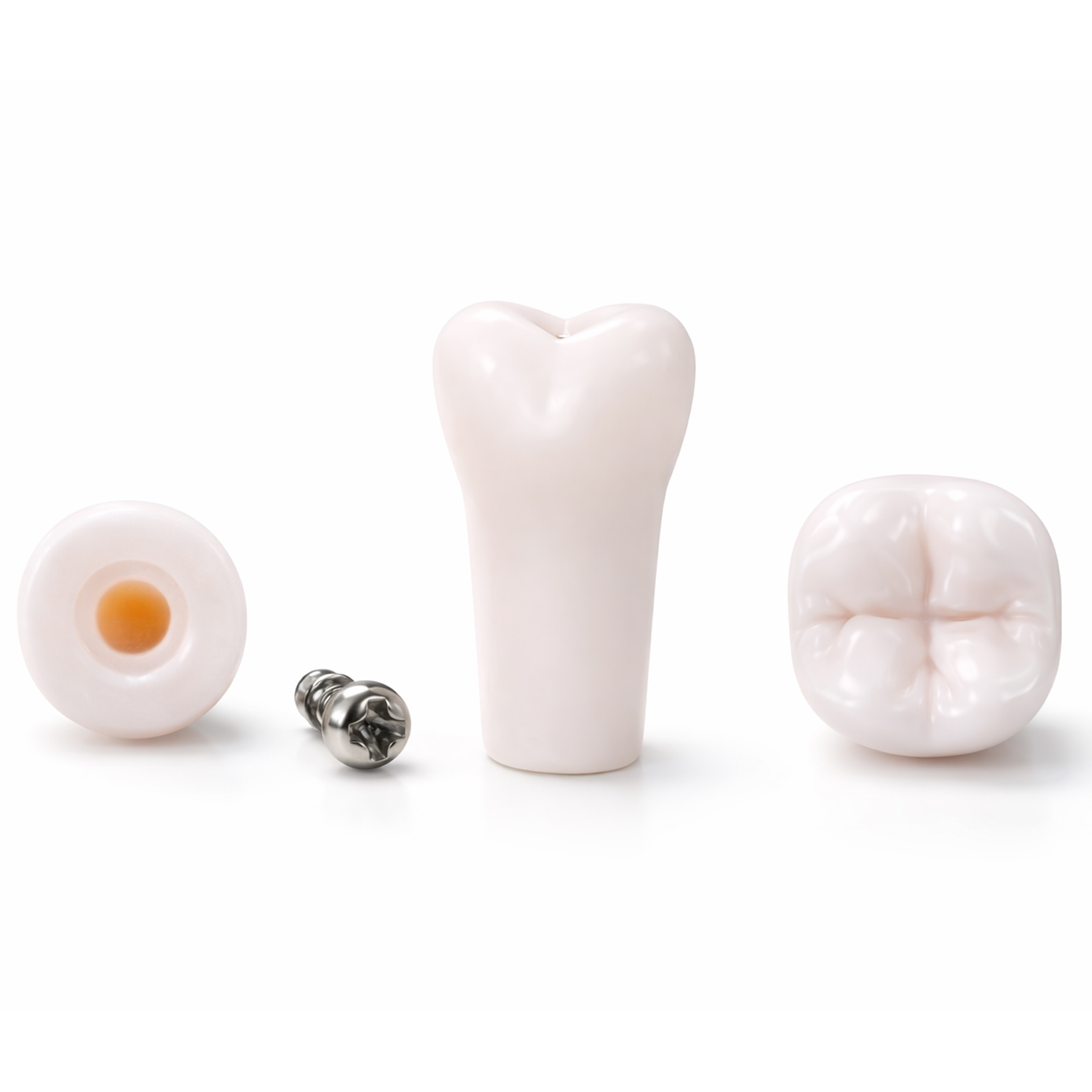 iDENTical Typodonts Upper Left First Molar For Nissin Type Jaw Set TJMA09 - Individual - 26