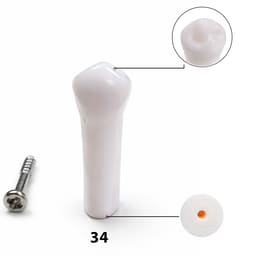 iDENTical Typodonts Lower Left First Premolar For Nissin Type Jaw Set TJMA09 - Individual - 34