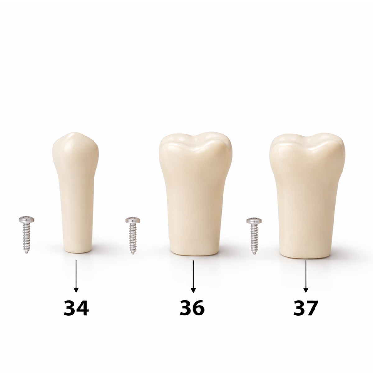 iDENTical Typodonts For Nissin Type Jaw Set TJMA09 - Individual