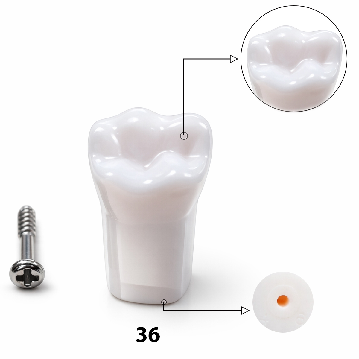 iDENTical Typodonts Lower Left First Molar For Nissin Type Jaw Set TJMA09 - Individual - 36