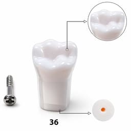 iDENTical Typodonts Lower Left First Molar For Nissin Type Jaw Set TJMA09 - Individual - 36