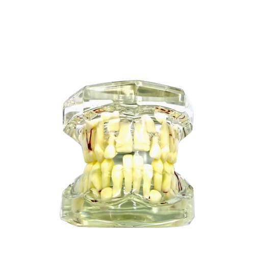 iDENTical Mixed Dentition Model M7015