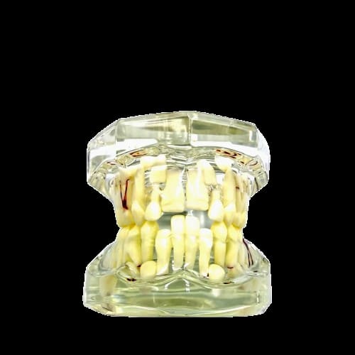 iDENTical Mixed Dentition Model M7015