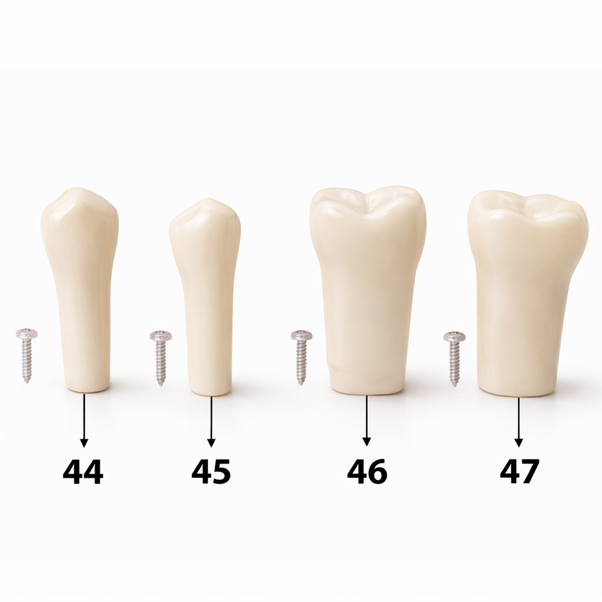 iDENTical Typodonts For Nissin Type Jaw Set TJMA09 - Individual