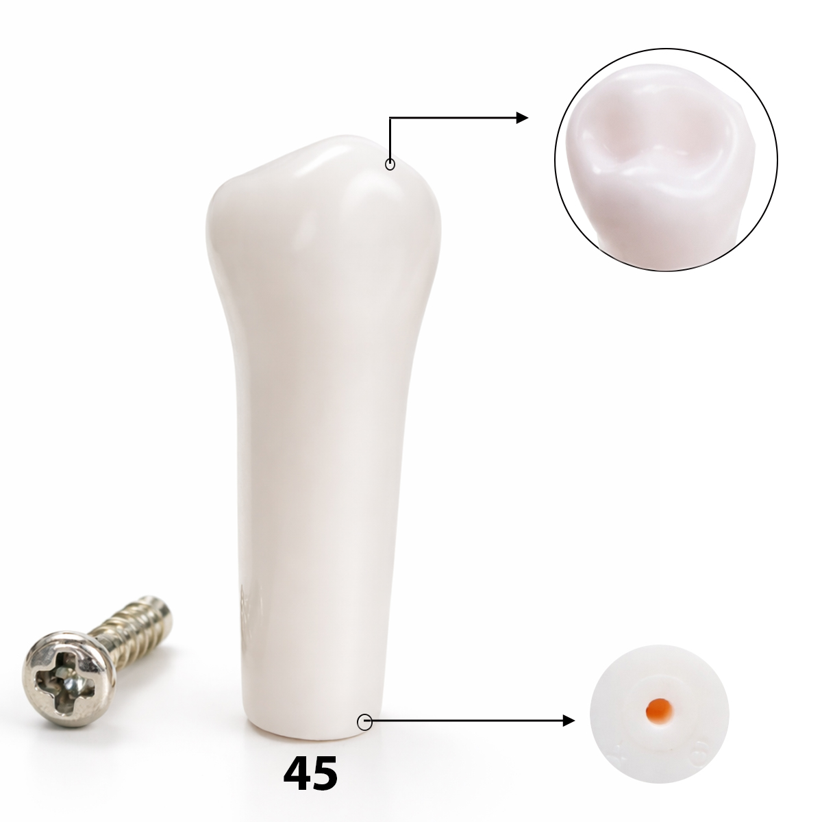 iDENTical Typodonts Lower Left Second Premolar For Nissin Type Jaw Set TJMA09 - Individual - 45
