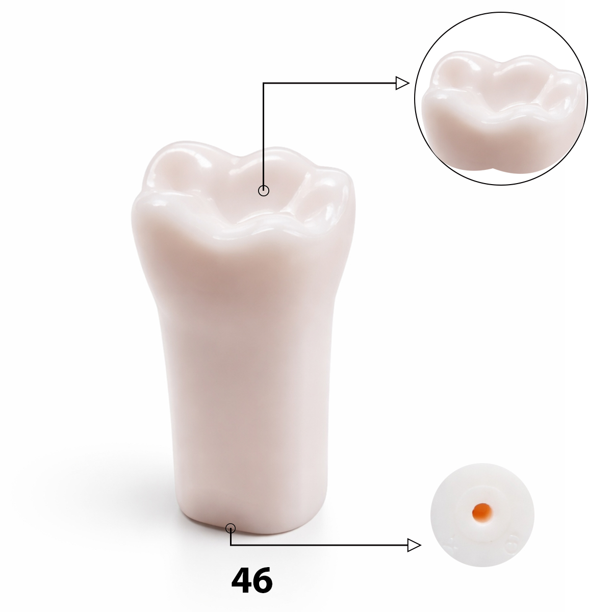 iDENTical Typodonts Lower Right First Molar For Nissin Type Jaw Set TJMA09 - Individual - 46