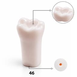 iDENTical Typodonts Lower Right First Molar For Nissin Type Jaw Set TJMA09 - Individual - 46