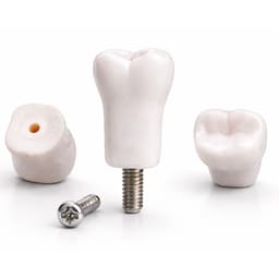 iDENTical Typodonts Lower Right Second Molar For Nissin Type Jaw Set TJMA09 - Individual - 47
