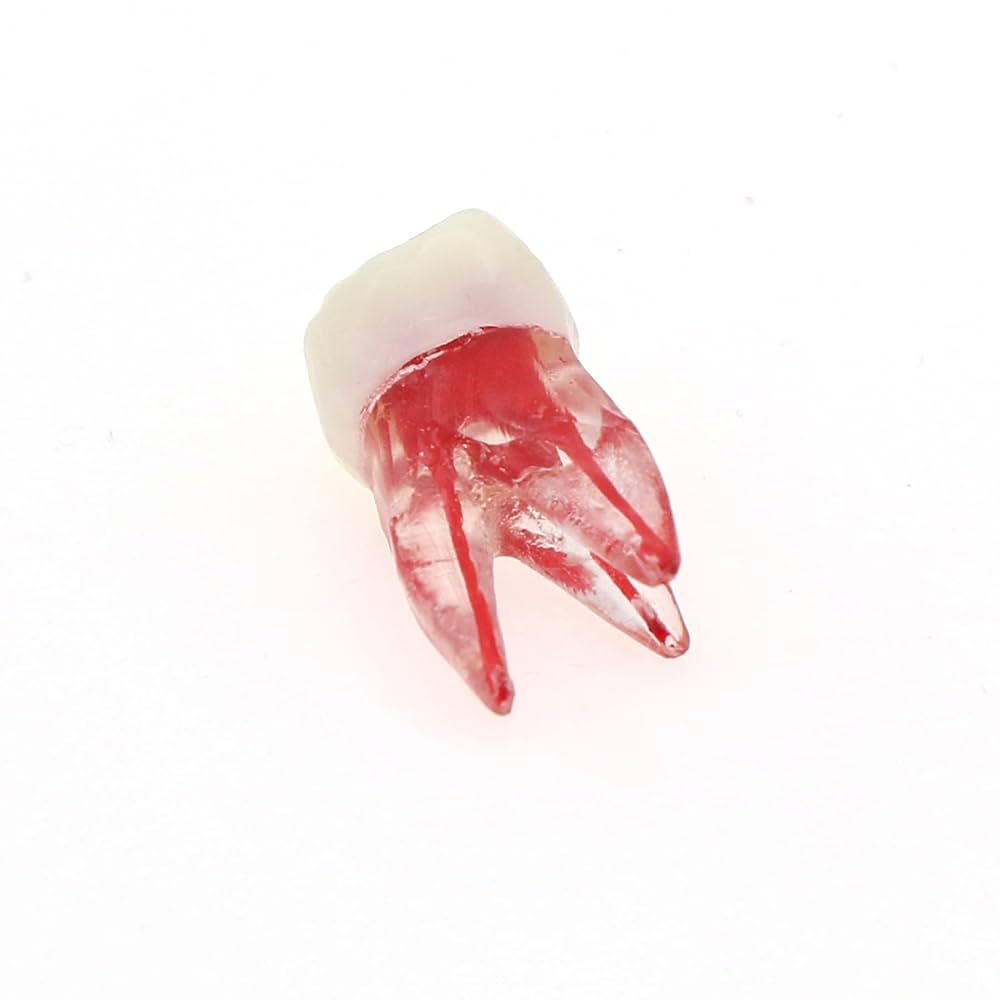 iDENTical Deciduous Root Canal (RCT) Practice Tooth Model M8007 - Primary