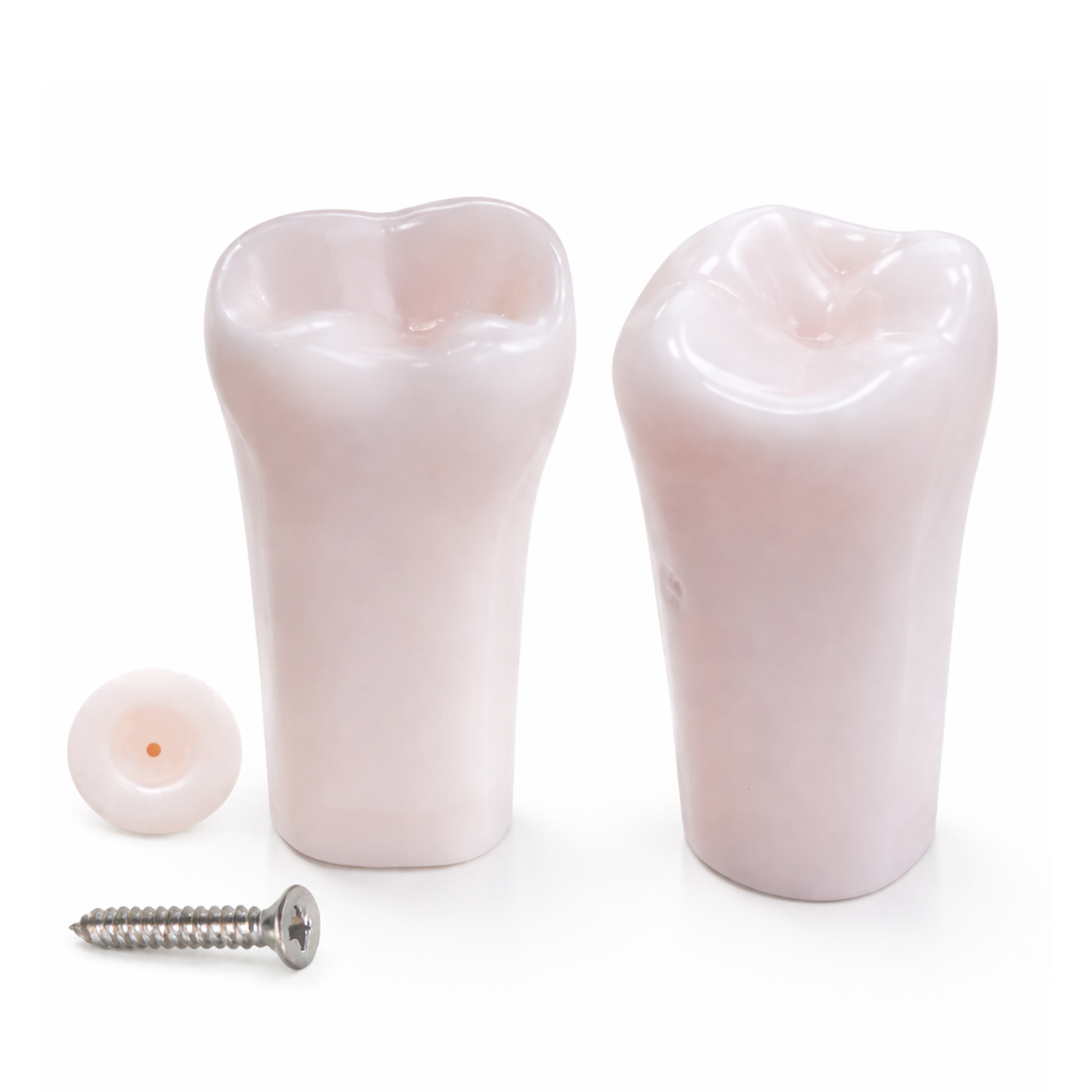 iDENTical Typodonts  Lower Left Second Molar For Nissin Type Jaw Set TJMA09 - Individual - 37