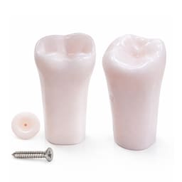 iDENTical Typodonts Lower Left Second Molar For Nissin Type Jaw Set TJMA09 - Individual - 37