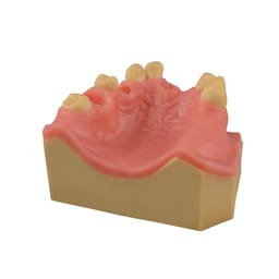 iDENTical Immediate Implant Practice Model With Sinus & Extraction Sockets M2044 - 7