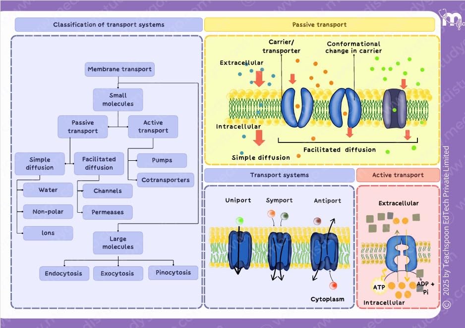 Medi Study Go First Year BDS Mind Maps Bundle (Pack Of 4)