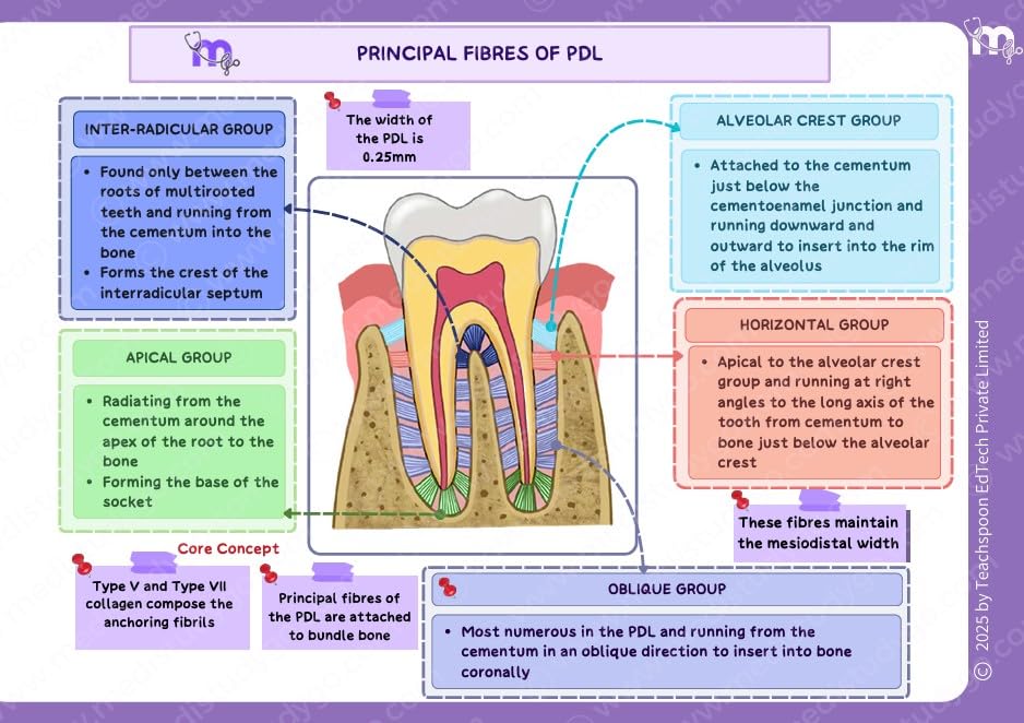 Medi Study Go First Year BDS Mind Maps Bundle (Pack Of 4)