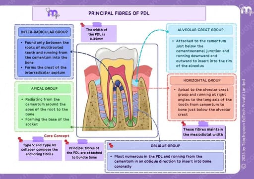 Medi Study Go First Year BDS Mind Maps Bundle (Pack Of 4)