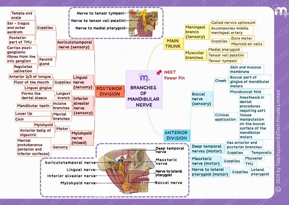 Medi Study Go First Year BDS Mind Maps Bundle (Pack Of 4)