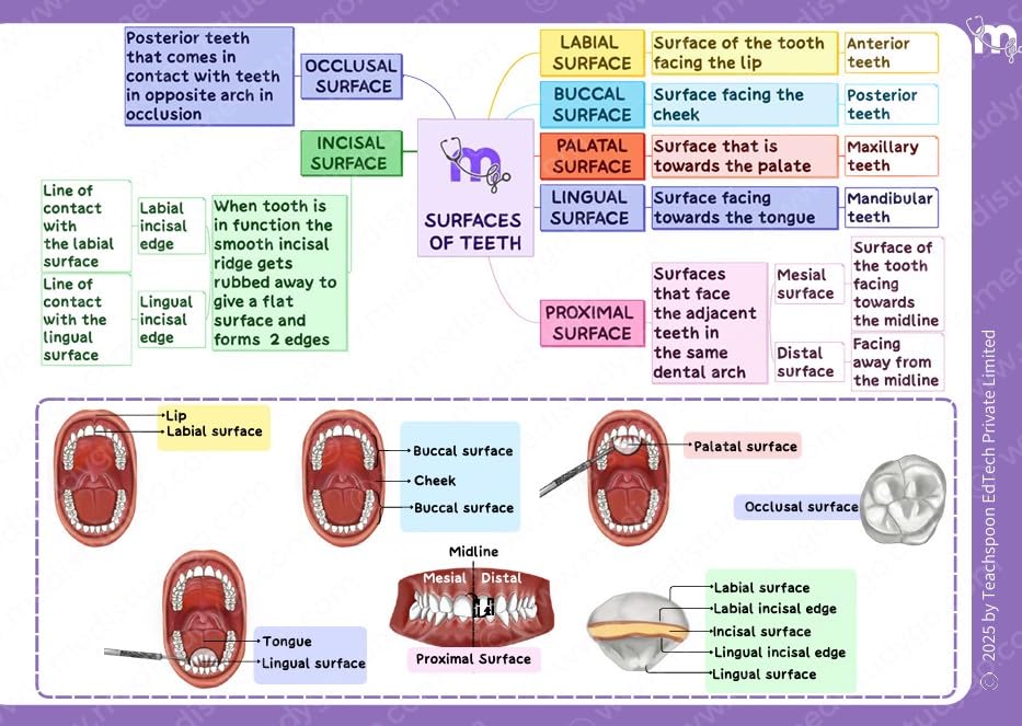 Medi Study Go First Year BDS Mind Maps Bundle (Pack Of 4)
