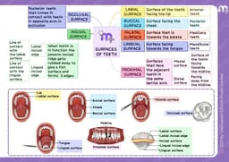 Medi Study Go First Year BDS Mind Maps Bundle (Pack Of 4) - 8