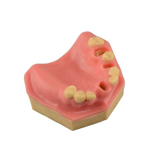 iDENTical Immediate Implant Practice Model With Sinus & Extraction Sockets M2044