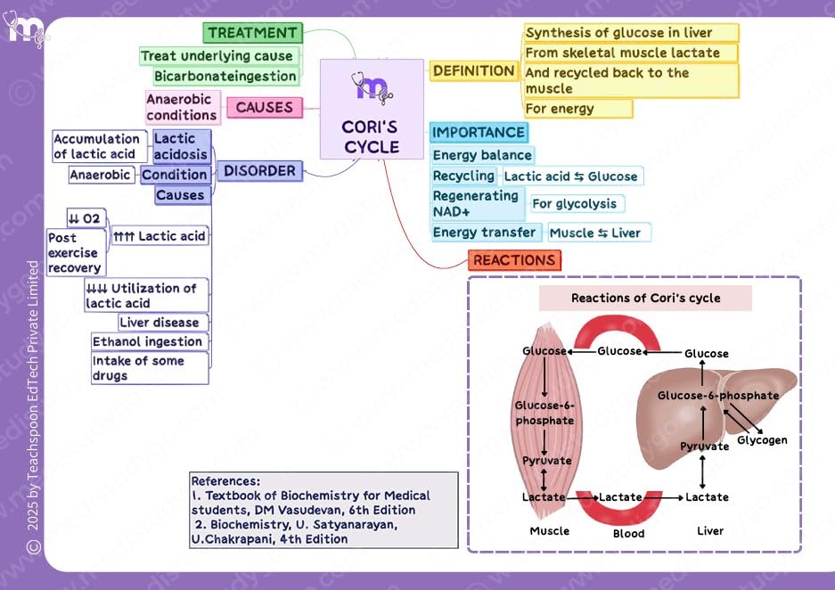 Medi Study Go First Year BDS Mind Maps Bundle (Pack Of 4)