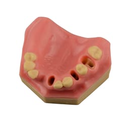iDENTical Immediate Implant Practice Model With Sinus & Extraction Sockets M2044 - 6
