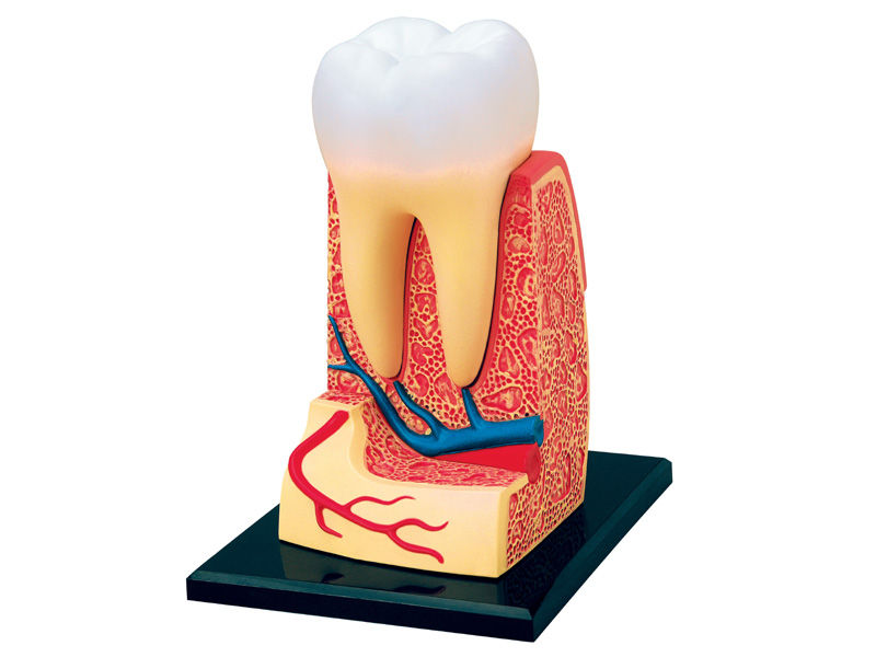 iDENTical Anatomical 3D Molar Model Colored M7036