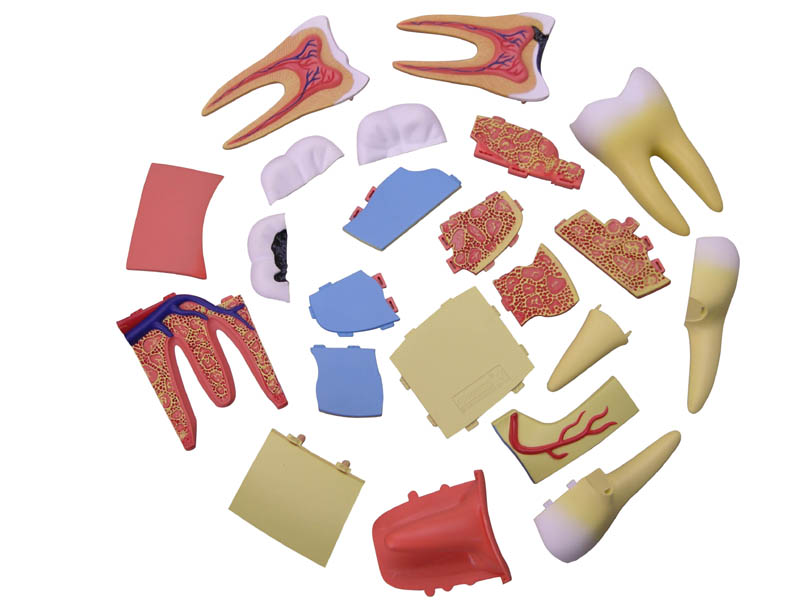 iDENTical Anatomical 3D Molar Model Colored M7036