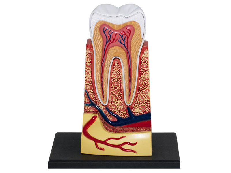 iDENTical Anatomical 3D Molar Model Colored M7036