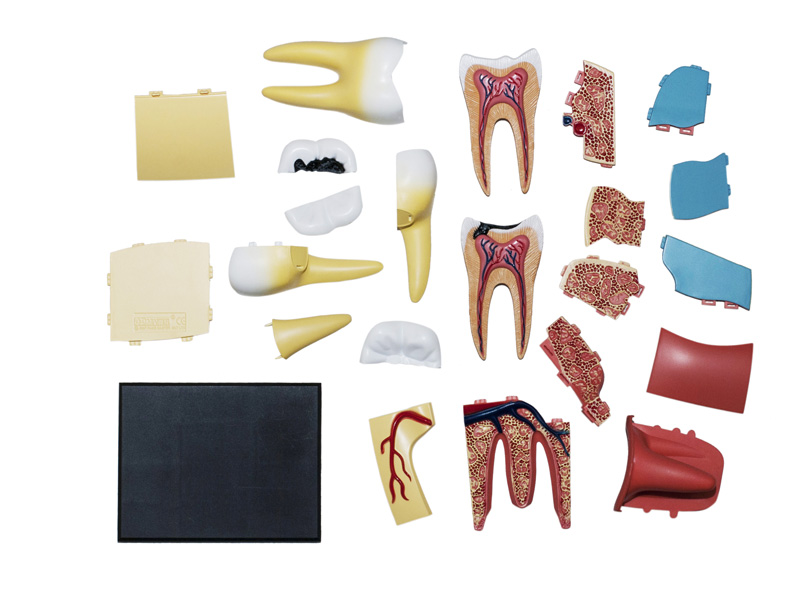 iDENTical Anatomical 3D Molar Model Colored M7036