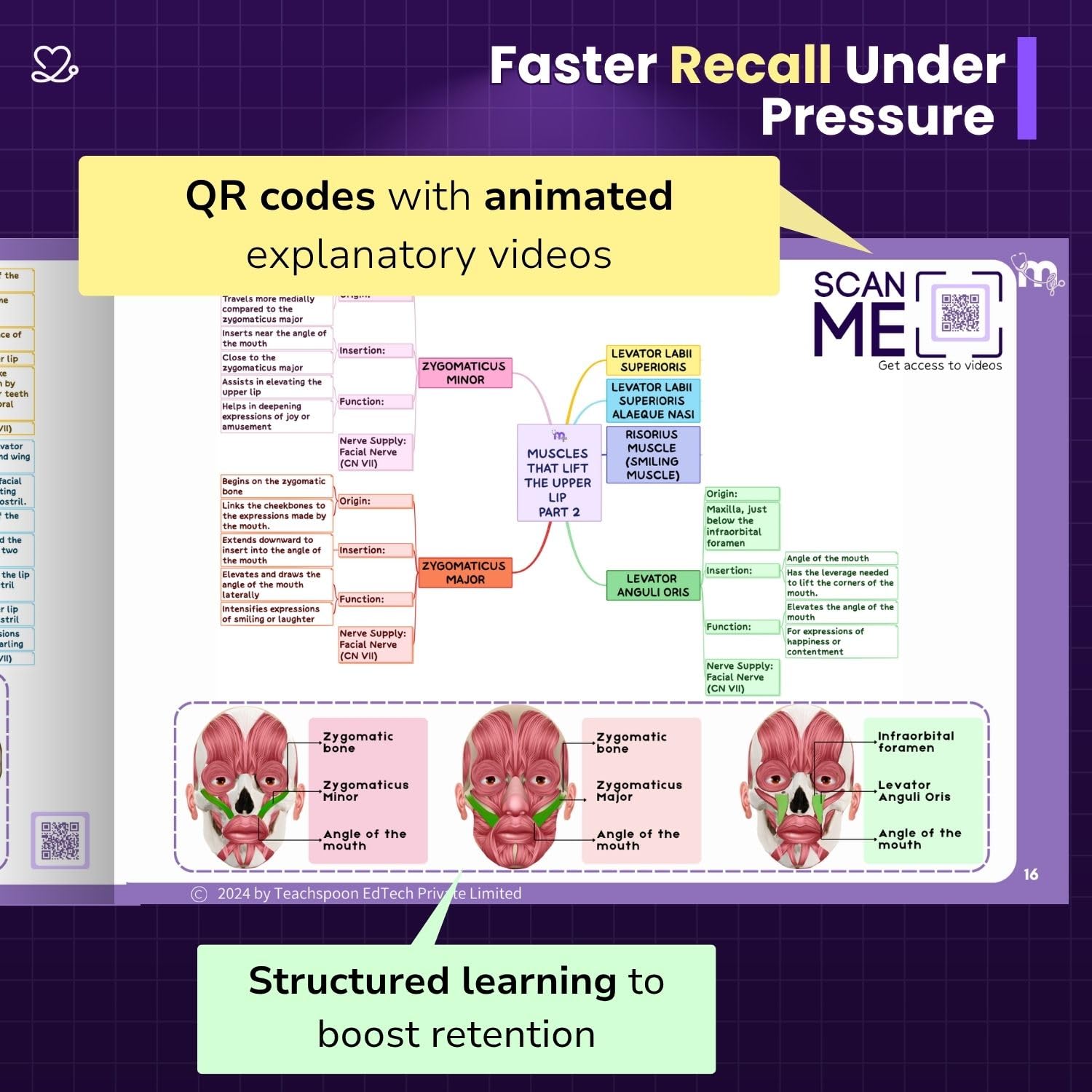 Medi Study Go Head And Neck Anatomy Mind Maps (ISBN: 274448)