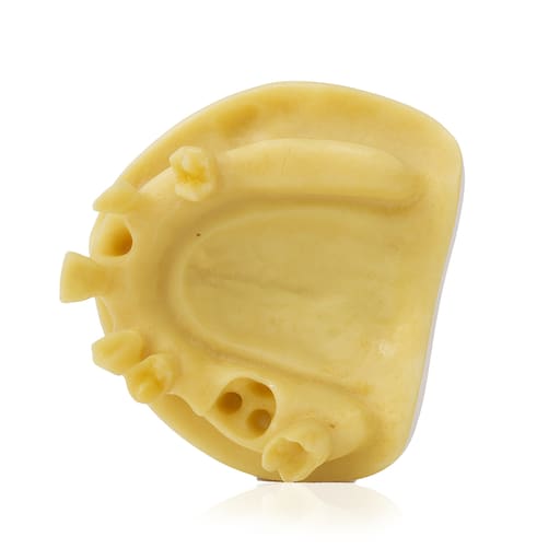 iDENTical Implant Practice Model With Extraction Sockets M2045