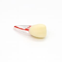 iDENTical Root Canal (RCT) Practice Tooth Model - Set Of 28 M8007  - 13