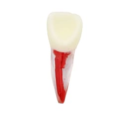 iDENTical Root Canal (RCT) Practice Tooth Model - Set Of 28 M8007  - 14