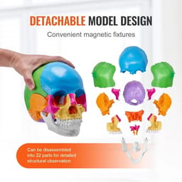 iDENTical Anatomical Skull Model Colored With Magnet M5015 - 7