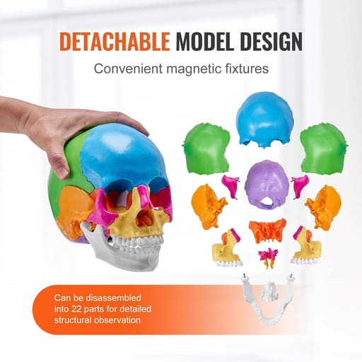 iDENTical Anatomical Skull Model Colored With Magnet M5015
