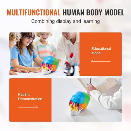 iDENTical Anatomical Skull Model Colored With Magnet M5015