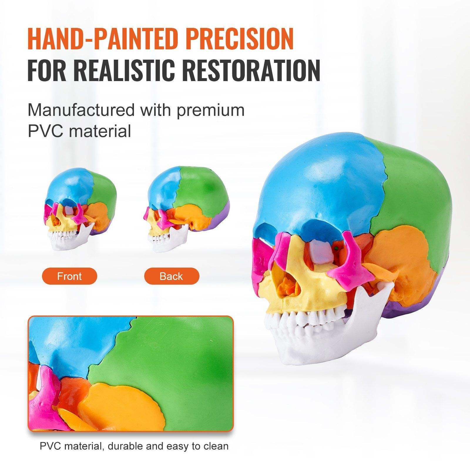 iDENTical Anatomical Skull Model Colored With Magnet M5015
