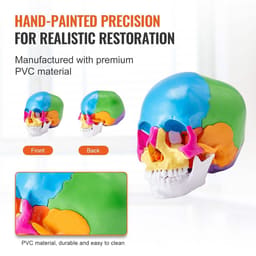 iDENTical Anatomical Skull Model Colored With Magnet M5015 - 6