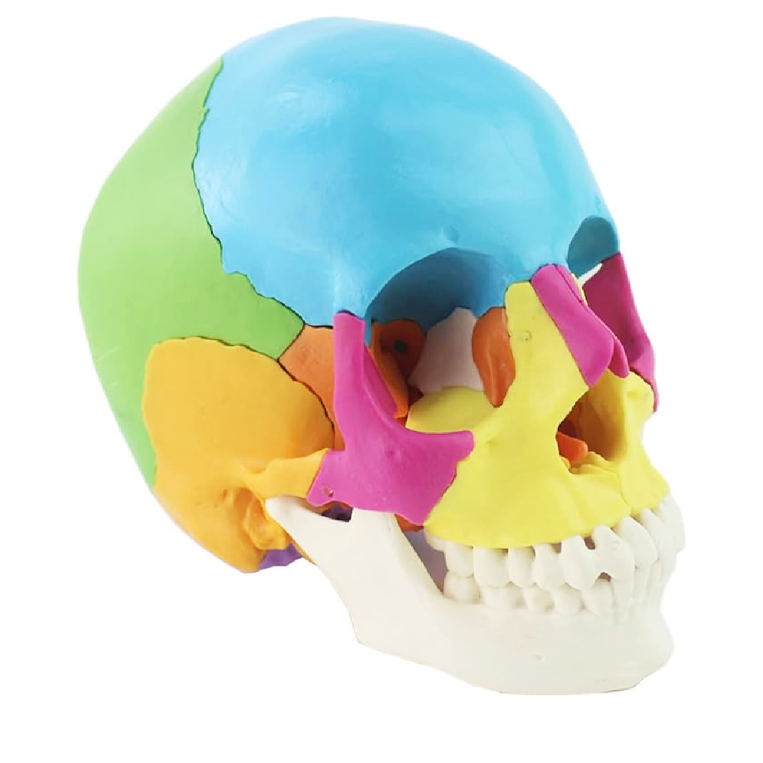 iDENTical Anatomical Skull Model Colored With Magnet M5015