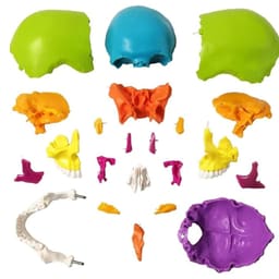 iDENTical Anatomical Skull Model Colored With Magnet M5015 - 10