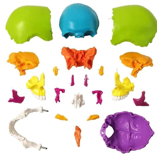 iDENTical Anatomical Skull Model Colored With Magnet M5015
